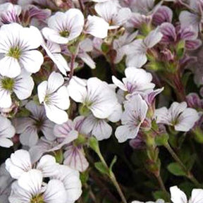 3 Gypsophiles à feuilles de Céraistes - Gypsophila cerastioides - Plantes