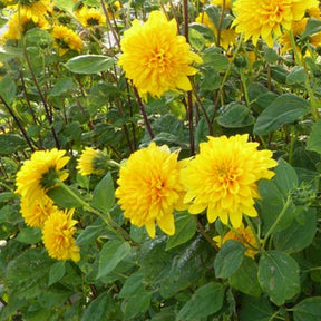 Soleil vivace Triumph von Gent - Helianthus decapetalus plenus - Plantes