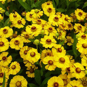 Hélénie Goldrausch - Helenium goldrausch - Plantes