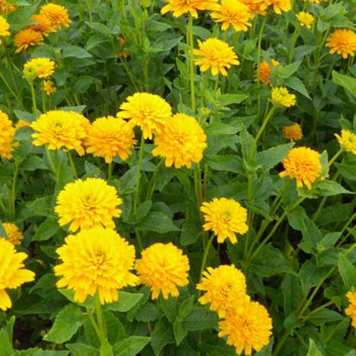 Héliopside fausse hélianthe Asahi - Heliopsis helianthoides asahi - Plantes