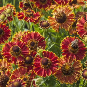 Hélénie Bandera - Helenium autumnale bandera - Plantes