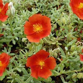 3 Hélianthèmes Henfield Brilliant - Helianthemum henfield brilliant - Plantes