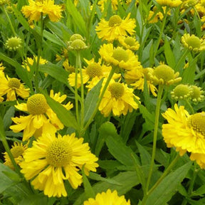 Hélénie Double Trouble - Helenium double trouble - Plantes