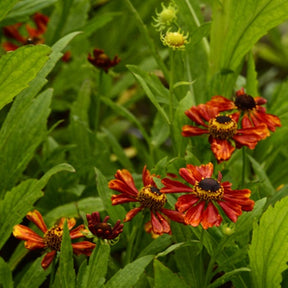 Hélénie Flammendes Kätchen - Helenium flammendes käthchen - Plantes