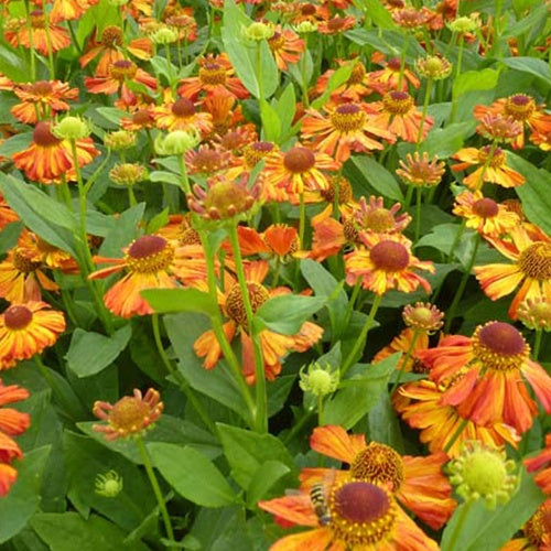 Hélénie Flammenspiel - Helenium flammenspiel - Plantes