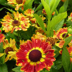 Hélénie Fuego - Helenium fuego - Plantes