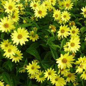 Soleil vivace Lemon Queen - Helianthus lemon queen - Plantes