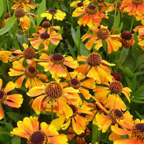 Hélénie Mardi Gras - Helenium helbro mardi gras - Plantes