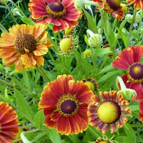 Hélénie Marion Nickig - Helenium marion nickig - Plantes