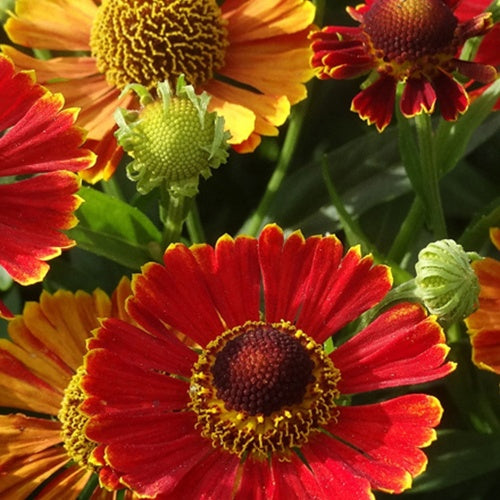 Hélénie Poncho - Helenium poncho - Plantes