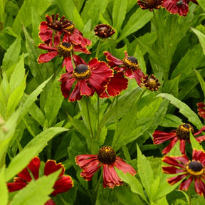 Hélénie Potter's Wheel - Helenium potters wheel - Plantes