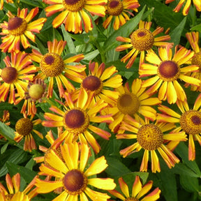 Hélénie Ruby Charm - Helenium ruby charm - Plantes