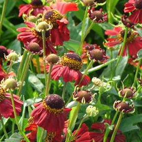 Hélénie Red Jewel - Helenium red jewel - Plantes