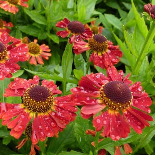 Hélénie Salsa - Helenium salsa - Plantes