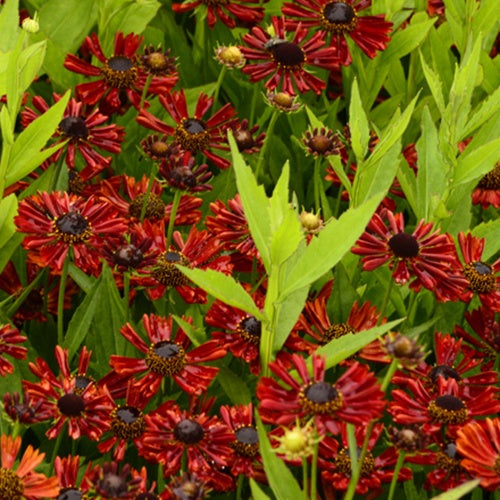 Hélénie Siesta - Helenium siesta - Plantes