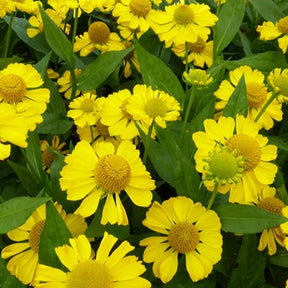 Hélénie Tijuana Brass - Helenium tijuana brass - Plantes