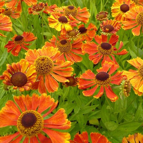 Hélénie Wonadonga - Helenium wonadonga - Plantes