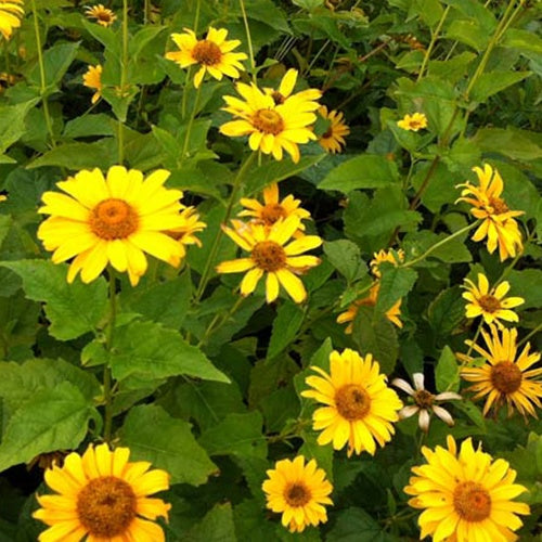 Héliopside Karat - Heliopsis helianthoides karat - Plantes