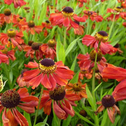 Hélénie Kupferzwerg - Helenium kupferzwerg - Plantes