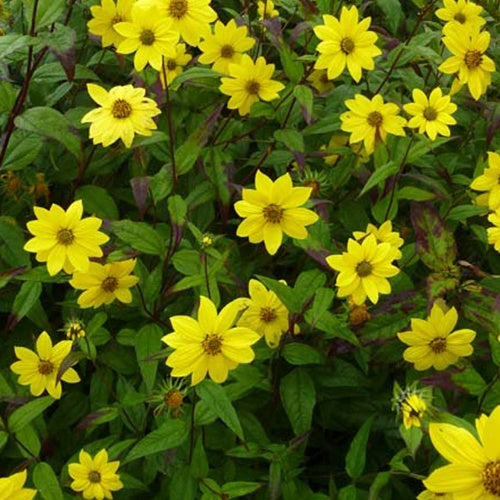 Soleil vivace à petites fleurs - Helianthus microcephalus - Plantes