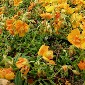 3 Hélianthèmes Orange Double - Helianthemum orange double - Plantes