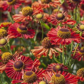 Hélénie Ranchera - Helenium autumnale ranchera  ( mariachi series ) - Plantes