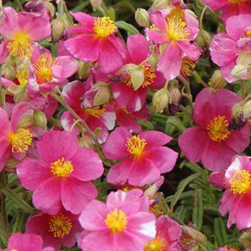 3 Hélianthèmes Raspberry Ripple - Helianthemum raspberry ripple - Plantes