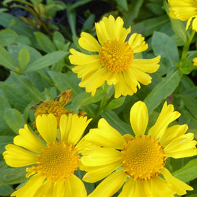 Hélénie Sonnenwunder - Helenium sonnenwunder - Plantes