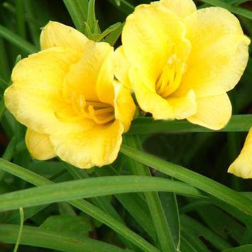 Hémérocalle citrine Lys d'un jour jaune - Hemerocallis citrina - Plantes