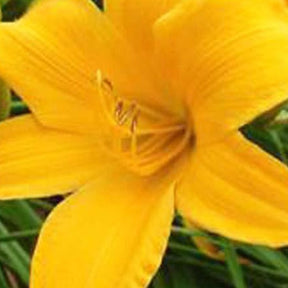 Hémérocalle Aten Lys d'un jour - Hemerocallis aten - Plantes