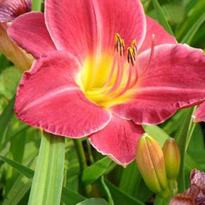 Hémérocalle Charles Johnston Lys dun jour - Hemerocallis charles johnston - Plantes