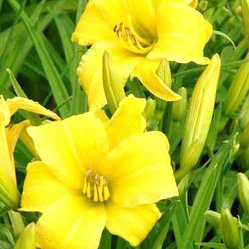 Hémérocalle Eenie Weenie Lys d'un jour - Hemerocallis eenie weenie - Plantes