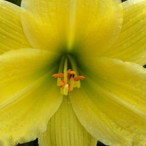 Hémérocalle Green Flutter - Hemerocallis green flutter - Plantes