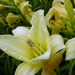 Hémérocalle Ice Carnival Lys d'un jour - Hemerocallis ice carnival - Plantes