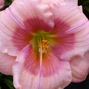 Hémérocalle Janice Brown Lys d'un jour - Hemerocallis janice brown - Plantes