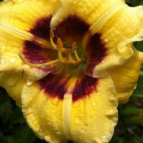 Hémérocalle Jason Salter Lys d'un jour - Hemerocallis jason salter - Plantes