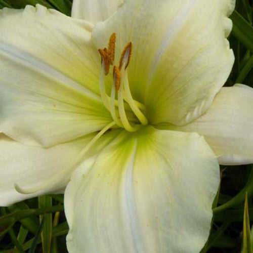 Hémérocalle Nanuq Lys d'un jour - Hemerocallis nanuq - Plantes