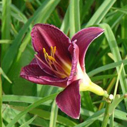 Hémérocalle Olive Baily Langdon Lys d'un jour - Hemerocallis olive baily langdon - Plantes