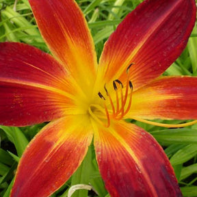 Hémérocalle Ruby Spider Lys d'un jour - Hemerocallis ruby spider - Plantes