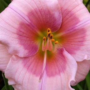 Hémérocalle Strawberry Candy Lys d'un jour - Hemerocallis strawberry candy - Plantes