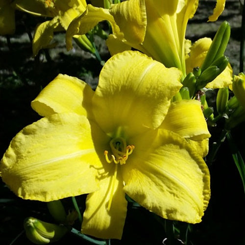 Hémérocalle Jannick's Choice Lys d'un jour - Hemerocallis jannicks choice - Plantes