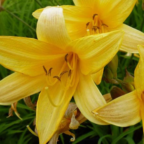 Hémérocalle de Middendorff - Hemerocallis middendorffii - Plantes