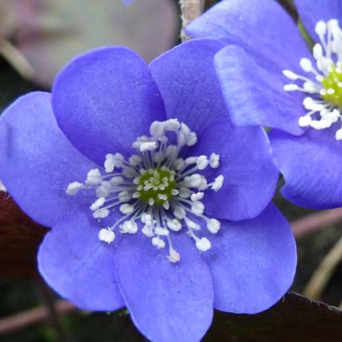 Anémone hépatique Hépatique noble - Hepatica nobilis - Plantes