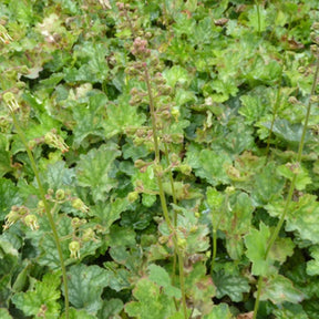 3 Heuchères américaine Dales Strain - Heuchera americana dale - Plantes