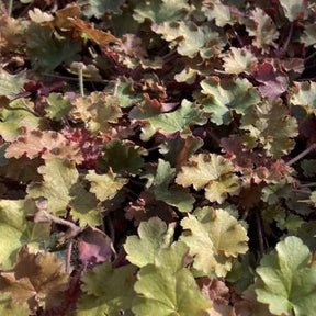 Heuchère Amberosus - Heuchera amberosus - Plantes