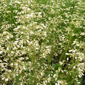 Heuchère Schneewittchen - Heuchera brizoides schneewittchen - Plantes