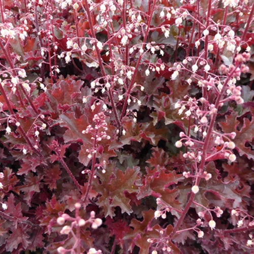 Heuchère Crimson's Curls - Heuchera crimson curls - Plantes