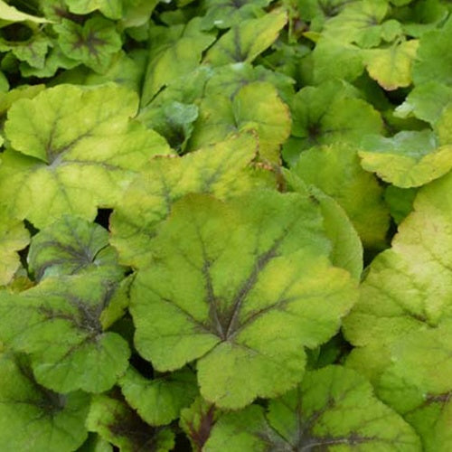 Heucherella Citrus shock - Heucherella hybride citrus shock - Plantes