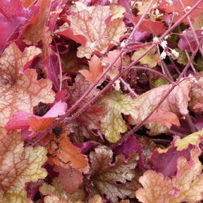 Heuchère Ginger Peach - Heuchera ginger peach - Plantes