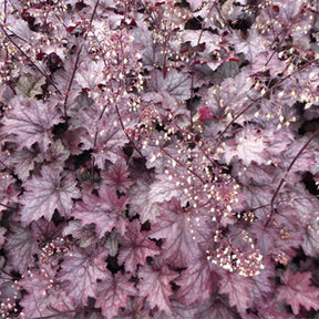 Heuchère Amethyst Myst - Heuchera amethyst myst - Plantes